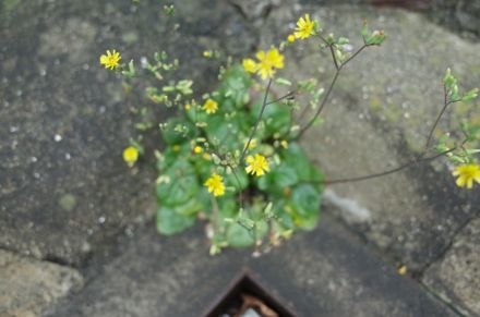 f0132230_9553493.jpg
