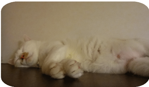 a0278632_23335273.gif