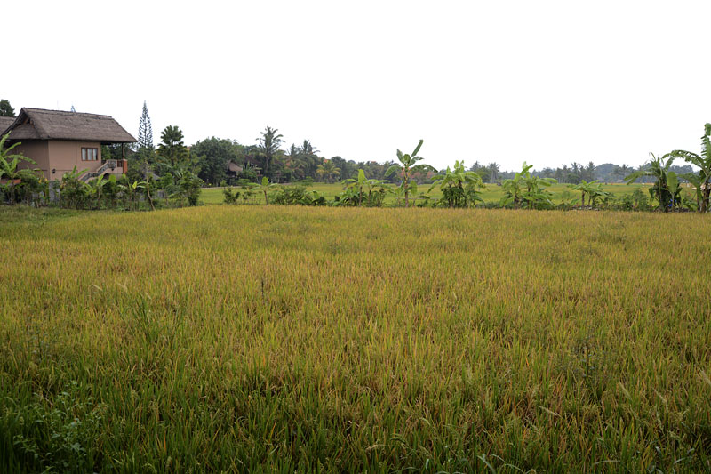 b0042837_21455538.jpg