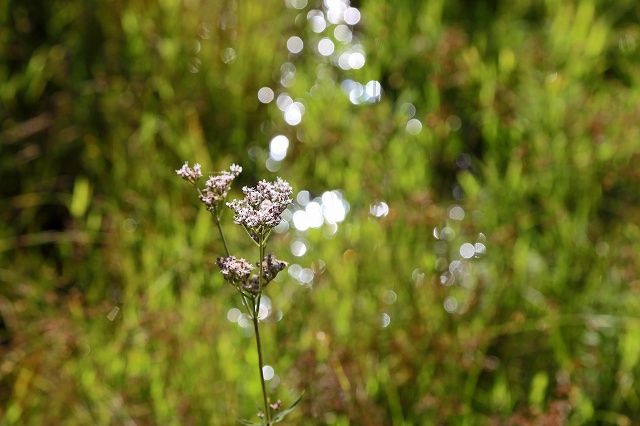 a0242438_19383398.jpg
