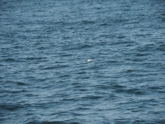 a0248152_18155944.jpg