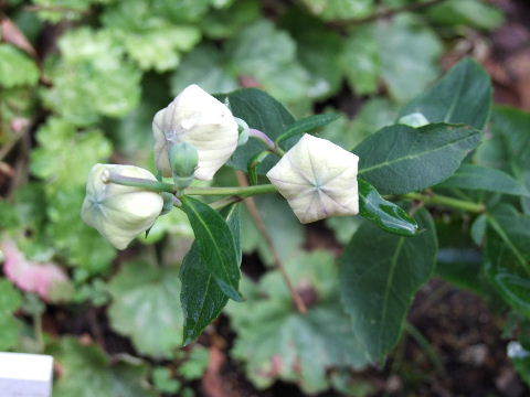 e0088260_21395841.jpg