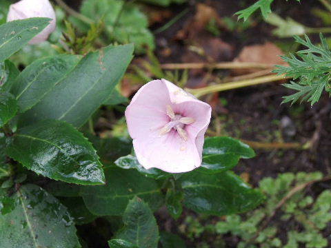 e0088260_21400837.jpg