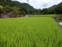 e0175370_845354.jpg