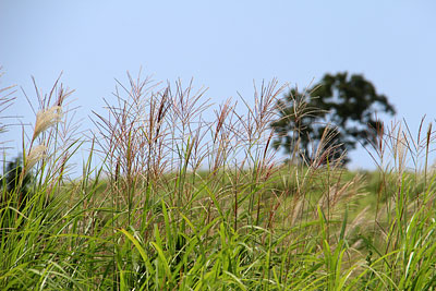 c0152779_19494421.jpg