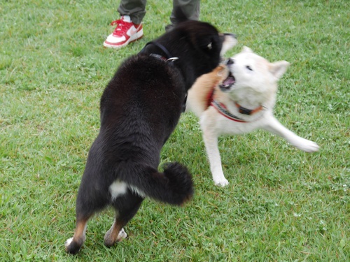 c0123890_1324675.jpg