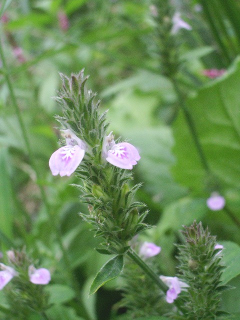 e0025300_20292090.jpg