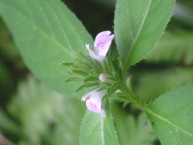 e0025300_20315344.jpg