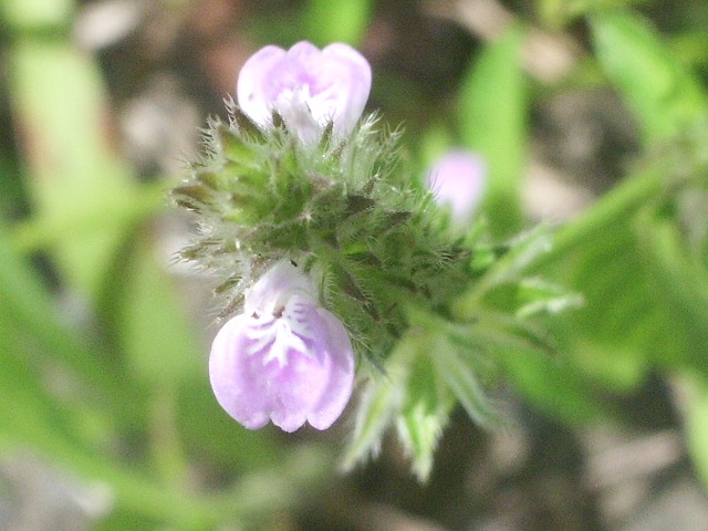 e0025300_20351854.jpg