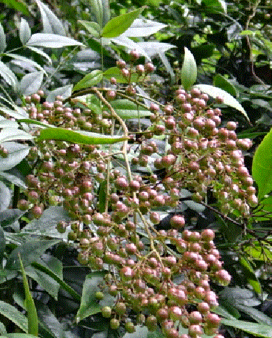 f0231709_16301243.gif
