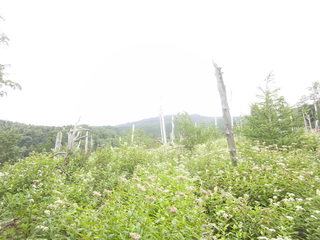e0187064_21262844.jpg