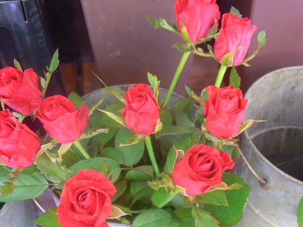 e0140986_15591878.jpg