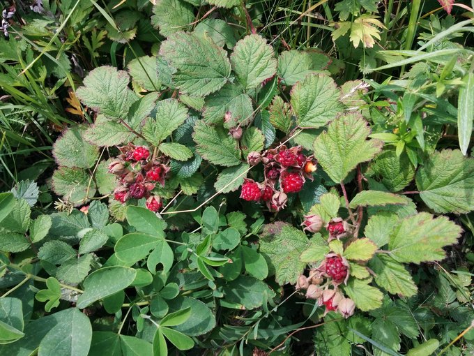 e0241093_9252785.jpg
