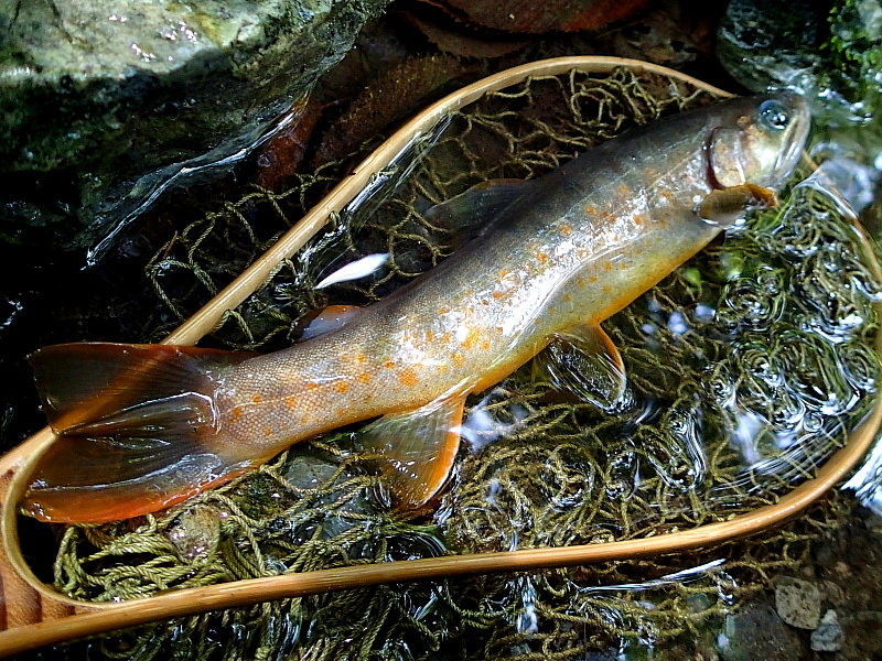 c0339900_957379.jpg