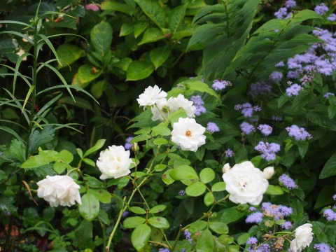 c0117007_13495078.jpg