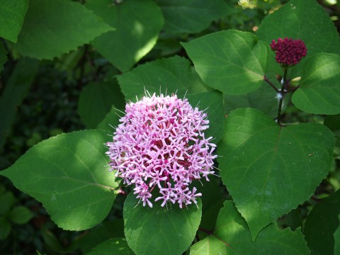 c0117007_13513467.jpg