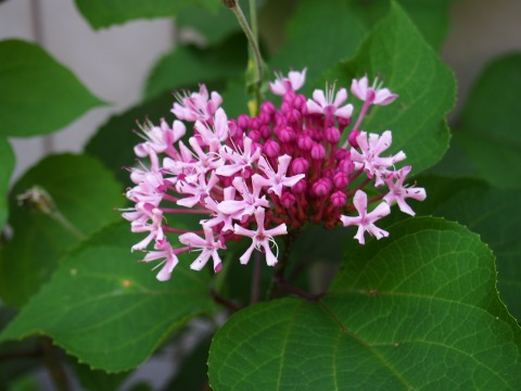 c0117007_13514442.jpg