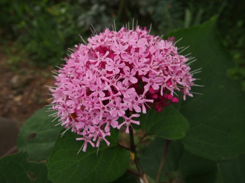 c0117007_1351527.jpg