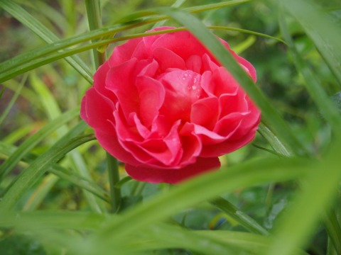 c0117007_13534992.jpg