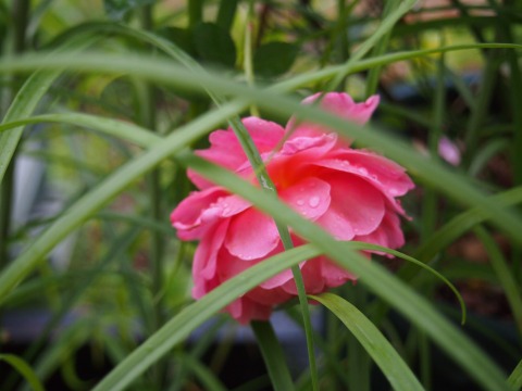 c0117007_13541057.jpg