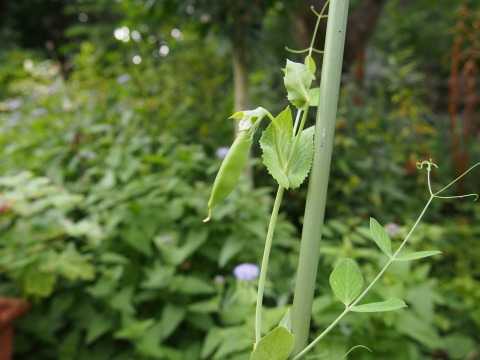 c0117007_13575774.jpg