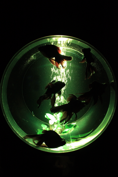 d0077811_11502715.jpg