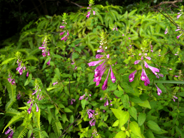 e0272335_16412348.jpg