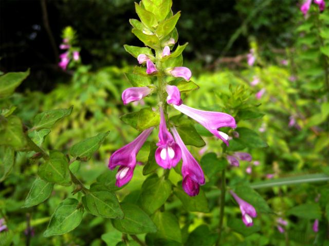 e0272335_1641670.jpg