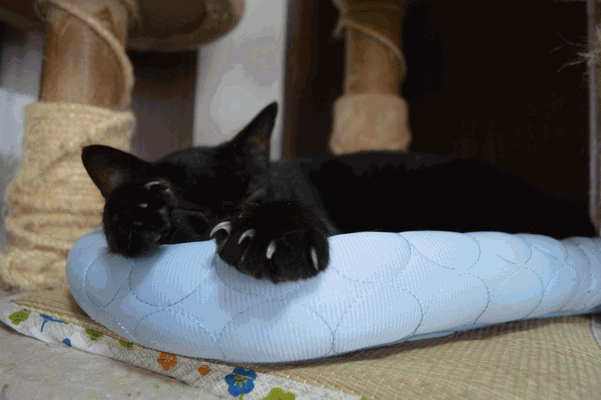 c0136736_22424745.gif
