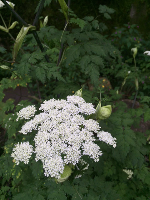 c0180142_11412036.jpg