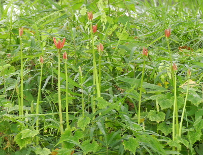 e0172950_17573765.jpg