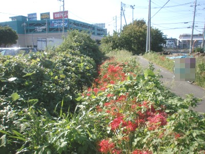 c0112172_185374.jpg