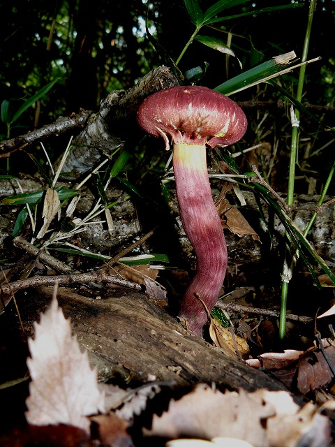 d0019074_825275.jpg