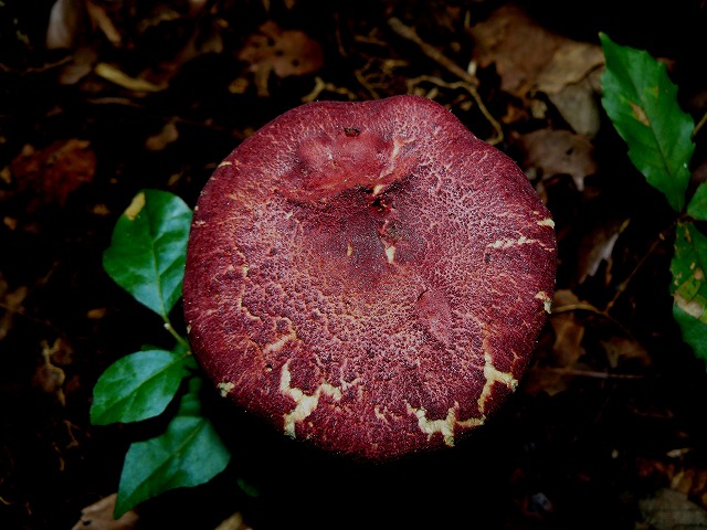 d0019074_825514.jpg