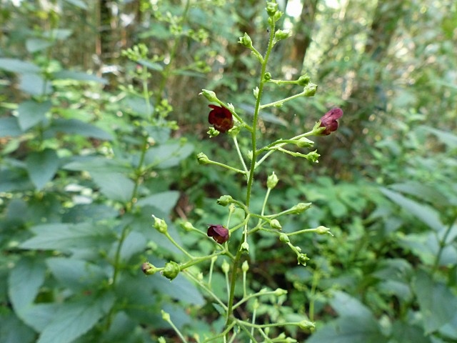 f0357487_91059100.jpg