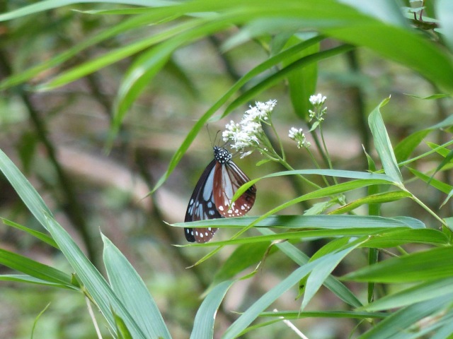f0357487_98272.jpg