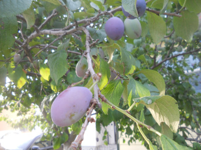 e0148889_2012997.jpg