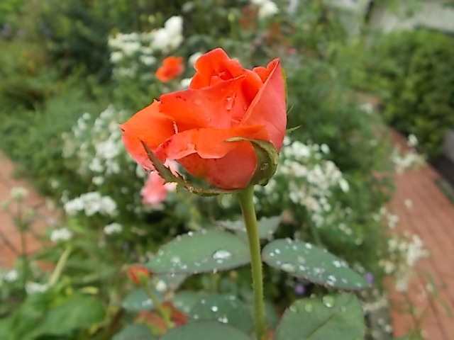 f0316507_21075996.jpg