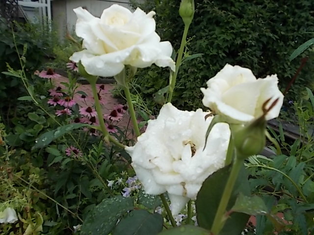 f0316507_21081760.jpg