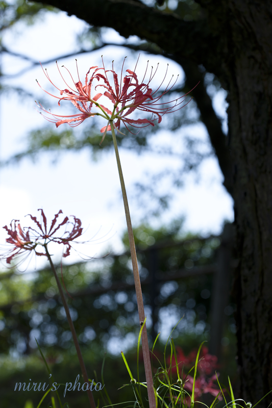 c0037519_232251.jpg