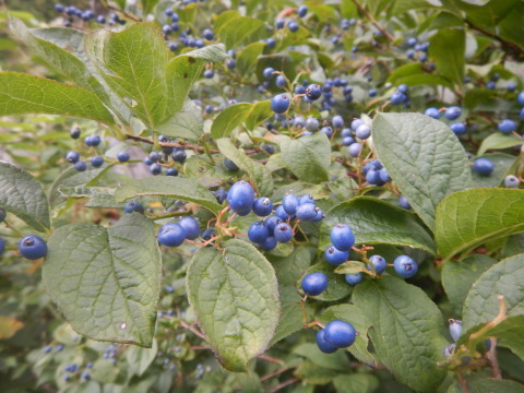 f0118332_15362010.jpg