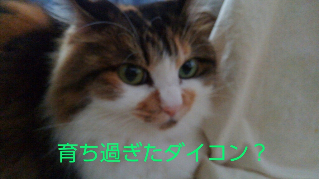 c0181639_00382709.jpg