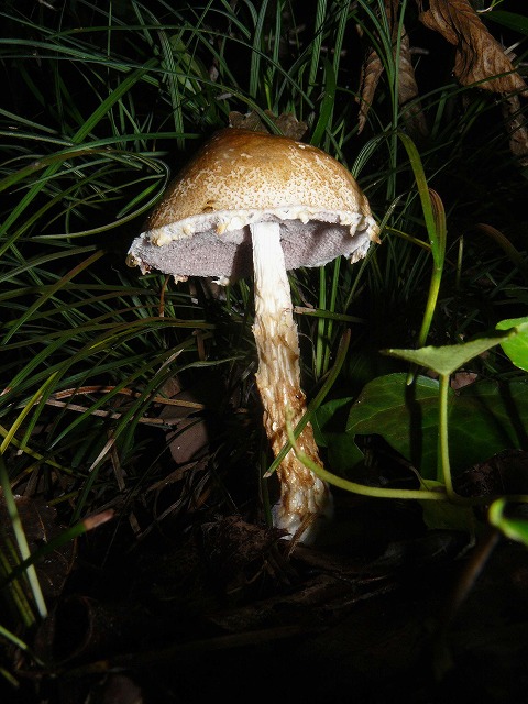 d0019074_11132822.jpg
