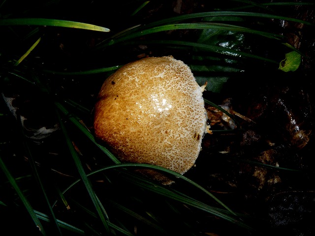 d0019074_1164012.jpg