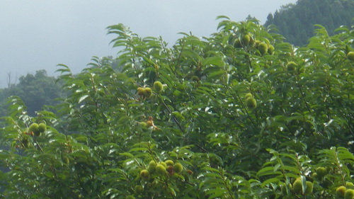 c0300035_100148.jpg