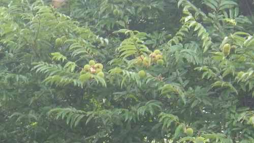 c0300035_1003361.jpg