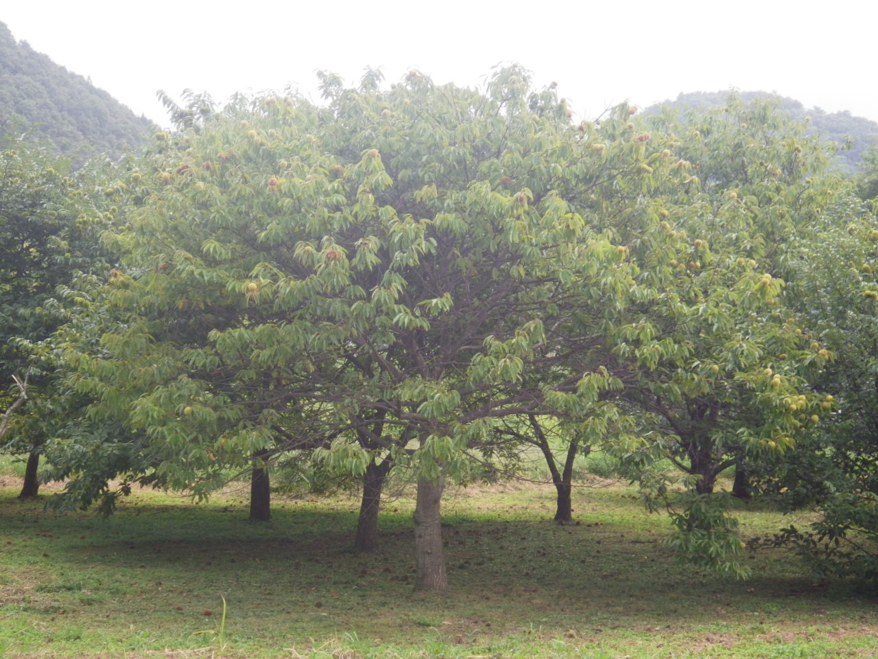 c0300035_9575723.jpg