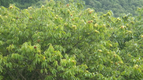 c0300035_9595561.jpg