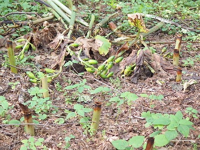 e0004756_204095.jpg