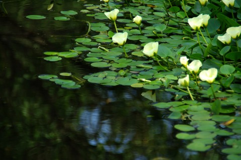 e0045768_2138934.jpg